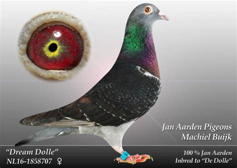 jan aarden pigeons for sale|JAN AARDEN – StanGawelLofts.com.
